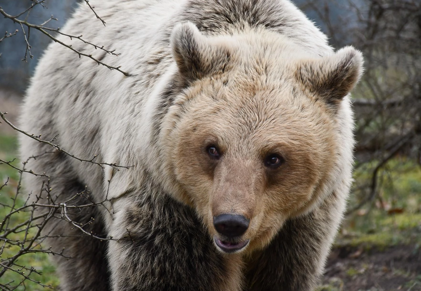 Braunbär