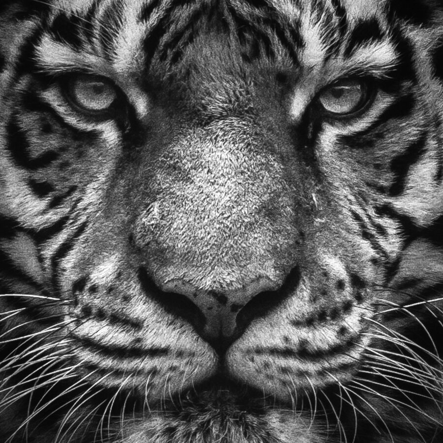 Tiger, Blickkontakt