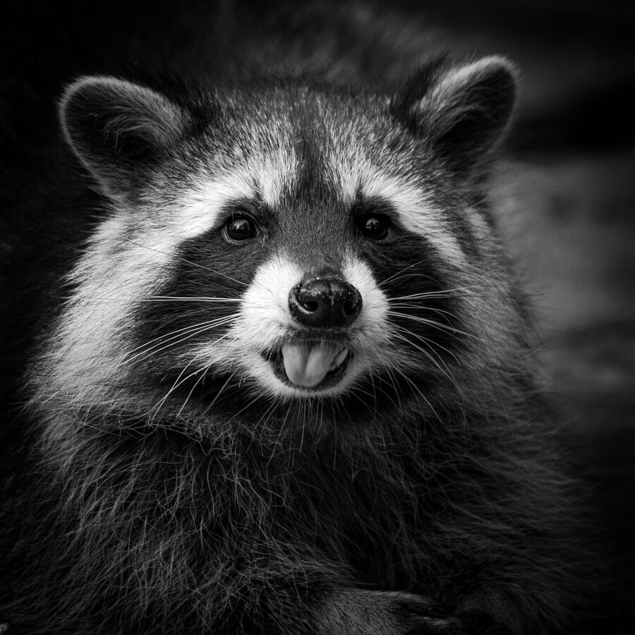 Waschbär, Blickkontakt