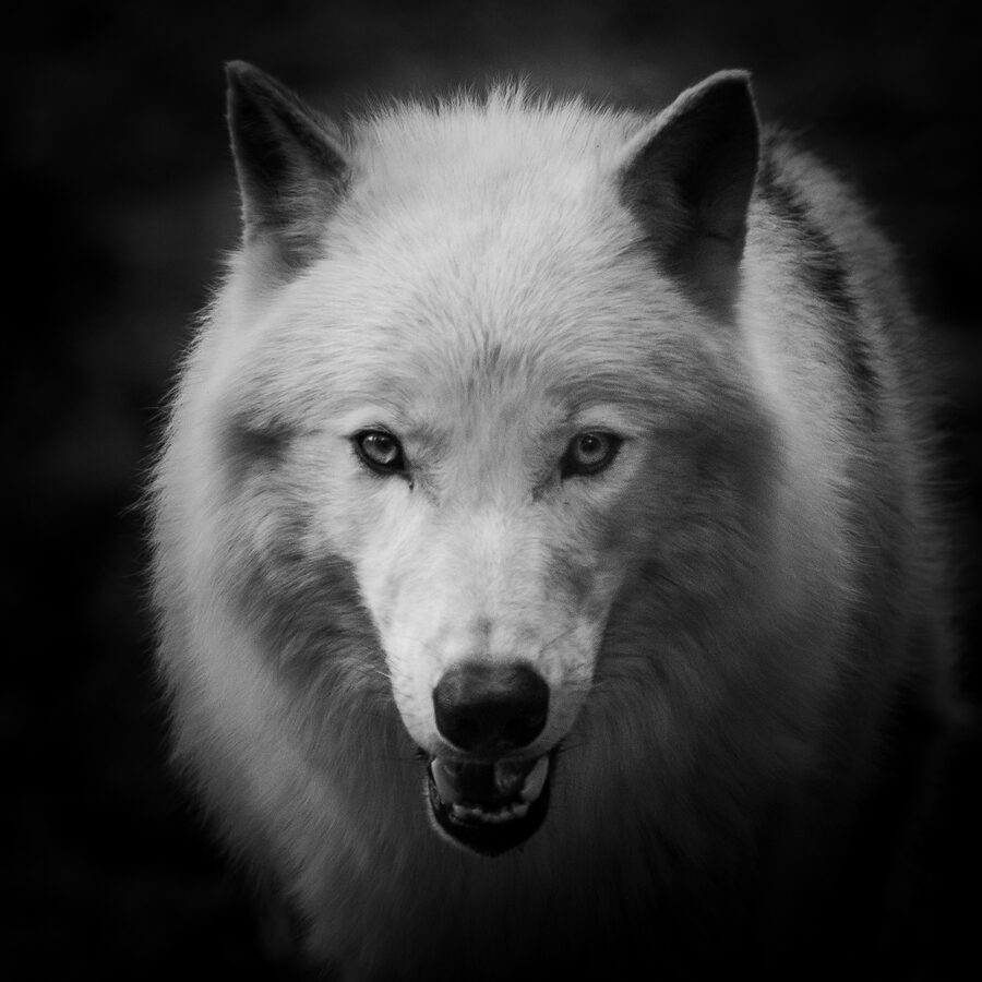 Wolf, Blickkontakt